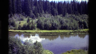1980: On a Bright Beautiful Day Animals Swimming Freely in a Pond