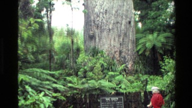 1981: Camping in Forest Looked Out at Tallest Tree Take a Look by the Tourist