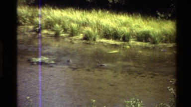 1980: Two Ducks in a Stream, Western USA