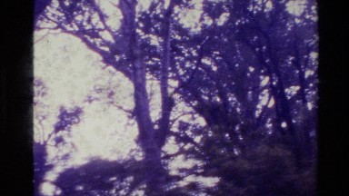 1981: Through the Trees in New Zealand