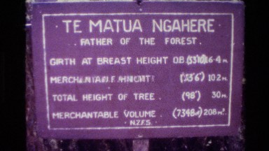 1981: A Sign Reads the Measurements of a Very Large Tree Still Standing in a