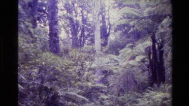 1981: Trees Standing Straight in Jungle New Zealand