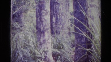1981: Three People Walk a Narrow Path in Dense Forest in New Zealand