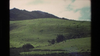 1981: a herd of sheep on a hill and walking on a road NEW ZEALAND