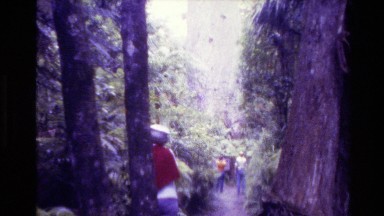 1981: hikers view majestic large hardwoods NEW ZEALAND