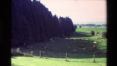 1981: many heads of cattle grazing in a fenced-in wide meadow NEW ZEALAND