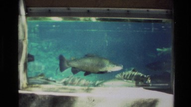 1981: school of salmon in a large tank NEW ZEALAND