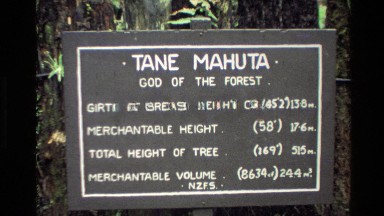 1981: sign: tane mahuta, god of the forest interpretive sign for tree height,