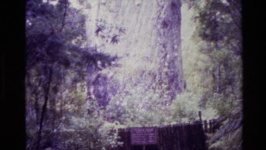 1981: a really tall tree NEW ZEALAND