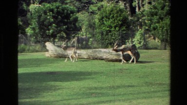 1981: Wildlife at the Zoo New Zealand