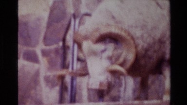 1981: funny sheep playing with the man feeding it NEW ZEALAND