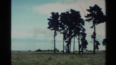1981: beautiful nature in middle of beach,around the tree NEW ZEALAND