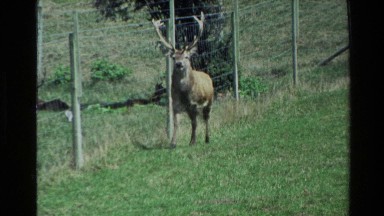 1981: stag explores his boundaries in the valley NEW ZEALAND