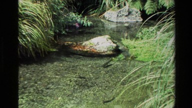 1981: fish swimming in place in a stream NEW ZEALAND
