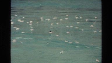 1982: boat setting on water while a groups of geese play on water NEW ZEALAND