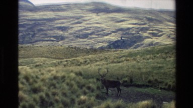 1982: a camera zooms in on a deer walking in a grassy field looking for food.