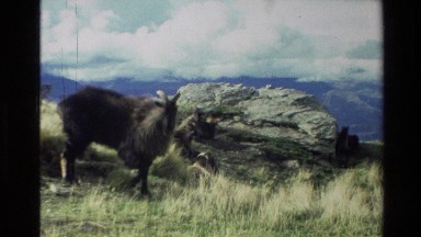 1982: the rare and gigantic animal NEW ZEALAND