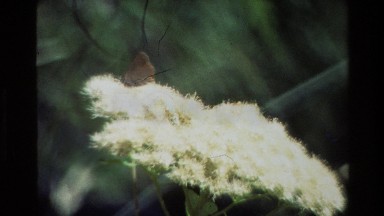 1980: A White Flower Moving Right and Left with the Wind and a Brown Moth
