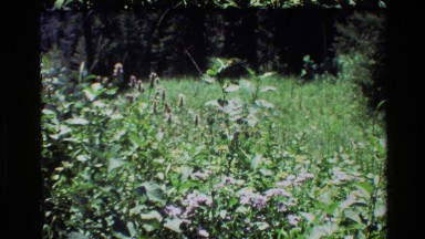 1980: Plants Looking Beautiful in a Large Garden Area Grand Teton Wyoming