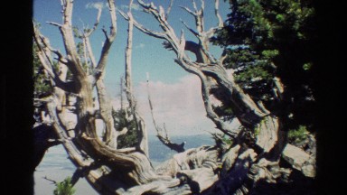 1980: A Group of Fir Trees and Wood Overlooking a Body of Water Grand Teton