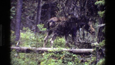 1980: moose walking in forest stepping over log GRAND TETON WYOMING