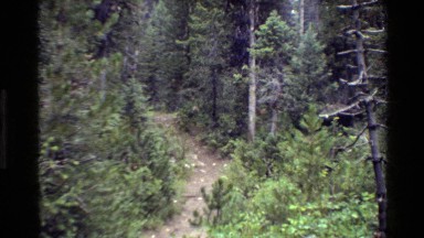 1980: moose walking in forest GRAND TETON WYOMING