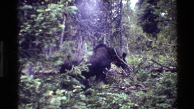 1980: a moose eating some vegetation GRAND TETON WYOMING