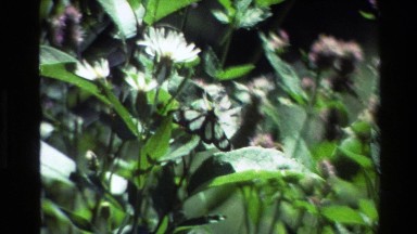 1980: Butterfly on a Flower Grand Teton Wyoming