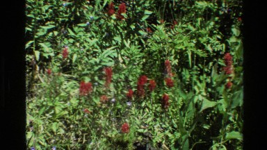 1980: oblong red blossoms and smaller blue flowers rise above dense stems and