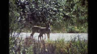 1980: two young deer frolicking on a paved road with tall grass on either side