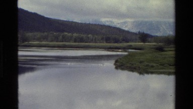 1980: white seagulls swimming in a pond, one seagull flying in the sky GRAND