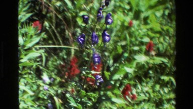 1980: Violet and Orange Flowers Growing Among Lush Vegetation Grand Teton
