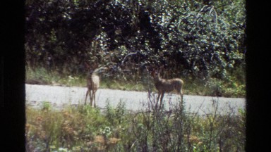 1980: some deer in the middle of the road suddenly bound away GRAND TETON