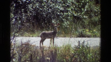 1980: two deers standing idly in the road cautiously observing their environment