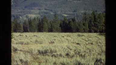 1980: animals passing through a valley GRAND TETON WYOMING