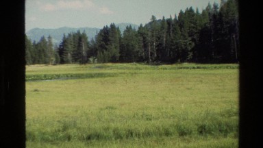 1980: a turkey eating seeds on a field GRAND TETON WYOMING