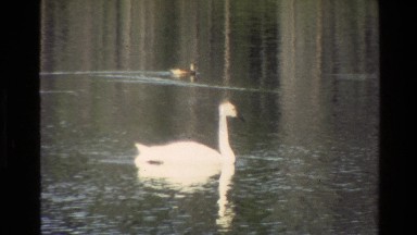 1980: beautiful white swan in a river GRAND TETON WYOMING