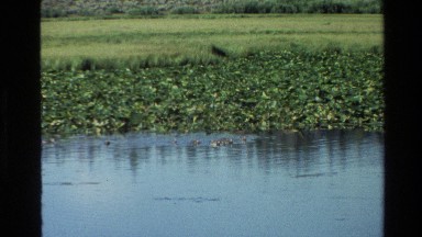 1980: duckling or similar birds in the lake, early morning swim. GRAND TETON