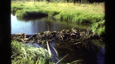 1980: footage of a lake zooming in on a beaver dam GRAND TETON WYOMING