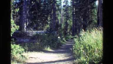 1980: dirt trail in a thick forest GRAND TETON WYOMING