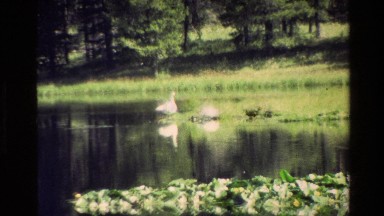 1980: Two Swans Bobbing Heads in Pond at Grand Teton, Wyoming