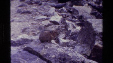 1980: tiger cub sitting on rock formation GRAND TETON WYOMING