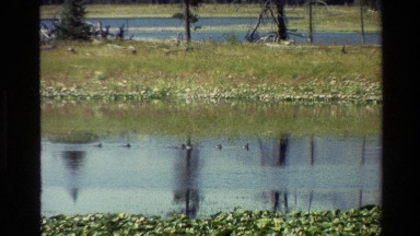 1980: vintage archival footage of ducks enjoying a pond on a spring day GRAND