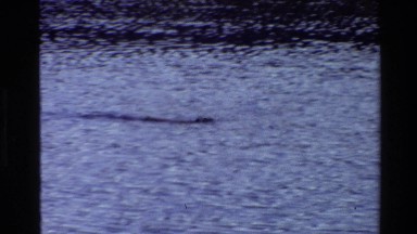 1980: unknown animal swimming in the water GRAND TETON WYOMING
