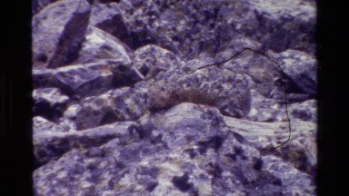 1980: shaky camera shot that displays gray rocks, with an animal perched atop