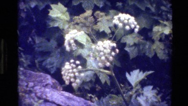 1980: moose eating white blossoms GRAND TETON WYOMING
