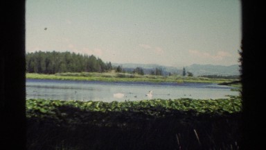 1980: swans and ducks floating on a calm pond with lilypads GRAND TETON WYOMING