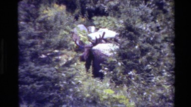 1980: bull moose; narrow valley with adjacent peaks and some snow GRAND TETON