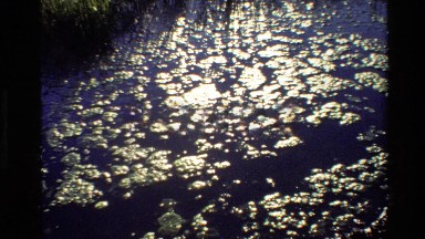 1980: the reflection of the sun in a pond with algae GRAND TETON WYOMING