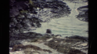1982: A Lone Swimmer in Rough Waves Near a Rocky New Zealand Coast